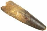 Real Spinosaurus Tooth - Giant Dinosaur Tooth #307995-1